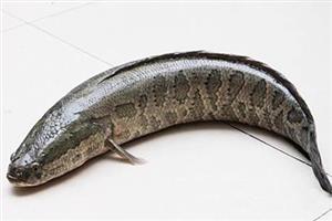 生魚_深圳市偉泰發餐飲管理有限公司