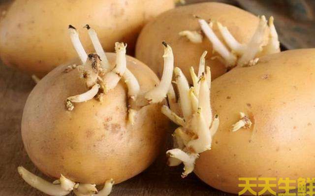 土豆發芽了還能吃嗎？(圖1)