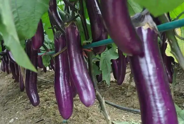 深圳送菜公司 茄子怎么搭配營養更豐富