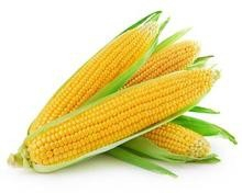 送菜公司為您講解玉米的食用價值